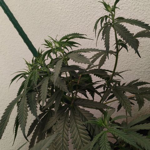Cheese 🧀  and galaxy 500  #1 growlog timeline photo
