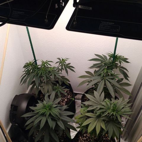 Cheese 🧀  and galaxy 500  #1 growlog timeline photo