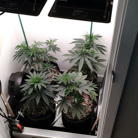 Cheese 🧀  and galaxy 500  #1 growlog timeline photo