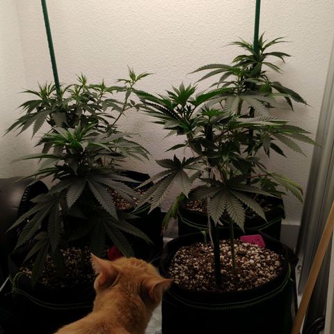 Cheese 🧀  and galaxy 500  #1 growlog timeline photo