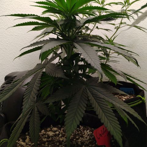 Cheese 🧀  and galaxy 500  #1 growlog timeline photo