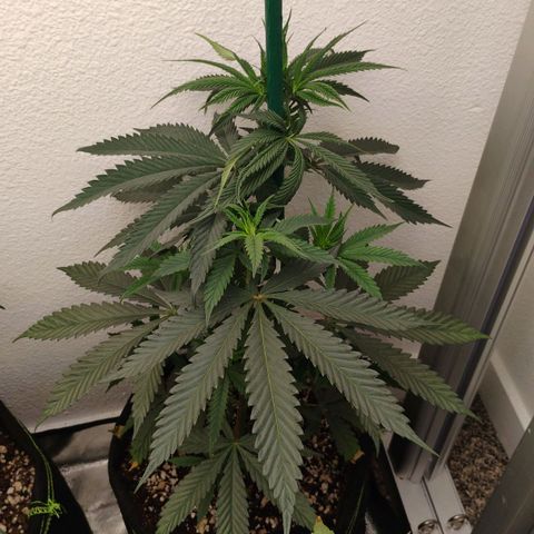 Cheese 🧀  and galaxy 500  #1 growlog timeline photo