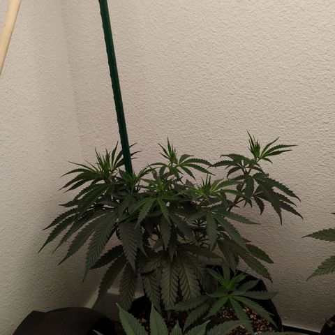 Cheese 🧀  and galaxy 500  #1 growlog timeline photo