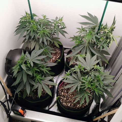 Cheese 🧀  and galaxy 500  #1 growlog timeline photo
