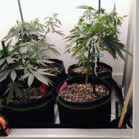 Cheese 🧀  and galaxy 500  #1 growlog timeline photo