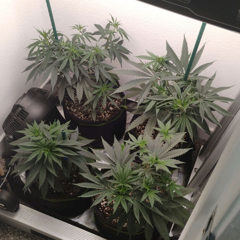 Cheese 🧀  and galaxy 500  #1 growlog timeline photo