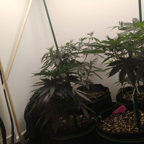 Cheese 🧀  and galaxy 500  #1 growlog timeline photo