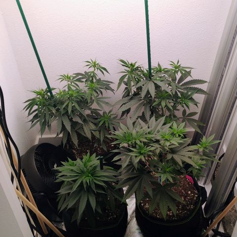 Cheese 🧀  and galaxy 500  #1 growlog timeline photo
