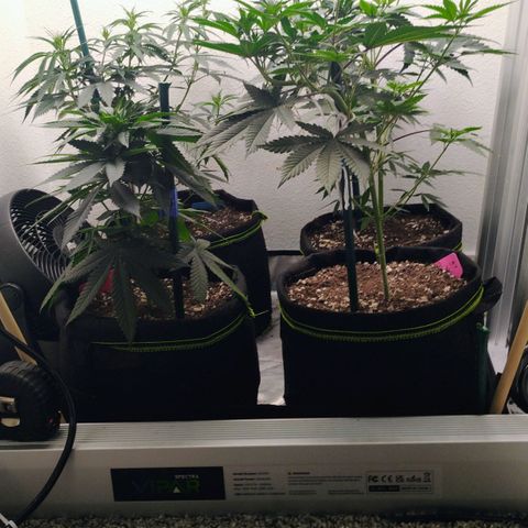 Cheese 🧀  and galaxy 500  #1 growlog timeline photo
