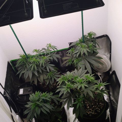 Cheese 🧀  and galaxy 500  #1 growlog timeline photo