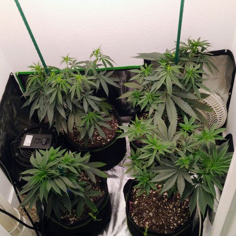 Cheese 🧀  and galaxy 500  #1 growlog timeline photo