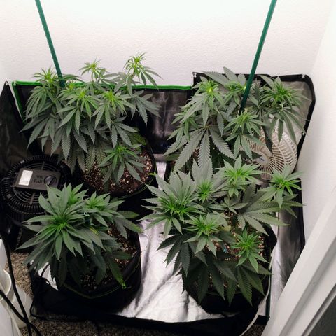 Cheese 🧀  and galaxy 500  #1 growlog timeline photo