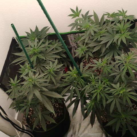 Cheese 🧀  and galaxy 500  #1 growlog timeline photo