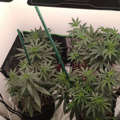 Cheese 🧀  and galaxy 500  #1 growlog timeline photo