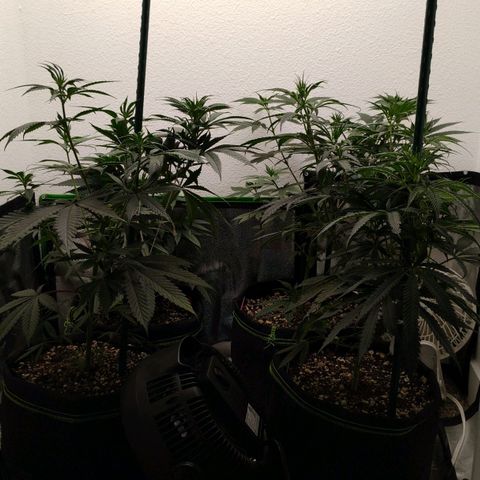 Cheese 🧀  and galaxy 500  #1 growlog timeline photo
