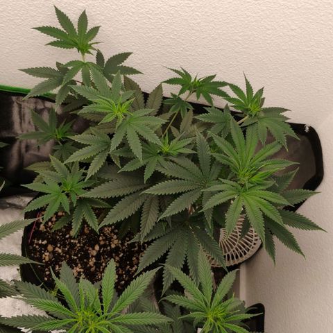 Cheese 🧀  and galaxy 500  #1 growlog timeline photo
