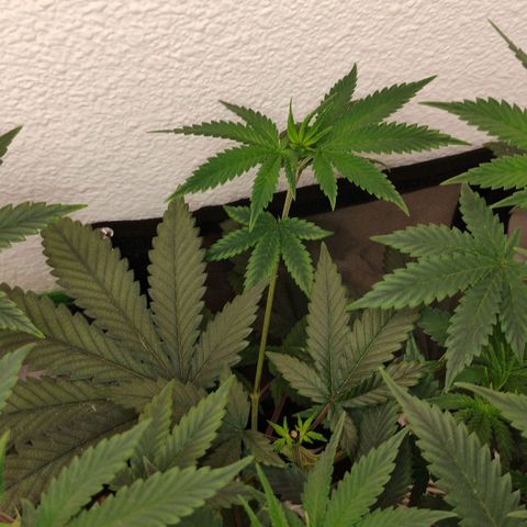 Cheese 🧀  and galaxy 500  #1 growlog timeline photo