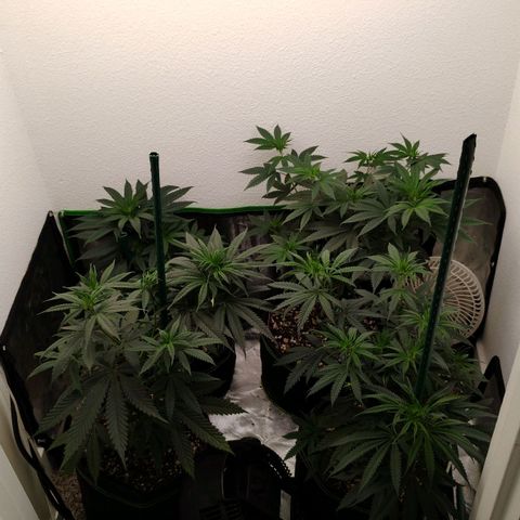 Cheese 🧀  and galaxy 500  #1 growlog timeline photo