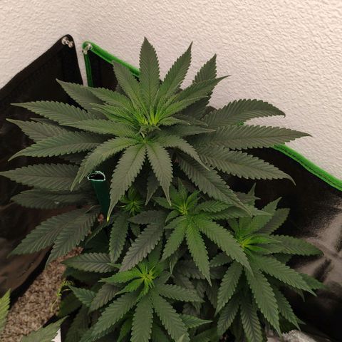 Cheese 🧀  and galaxy 500  #1 growlog timeline photo