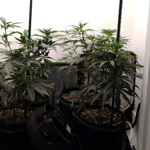 Cheese 🧀  and galaxy 500  #1 growlog timeline photo