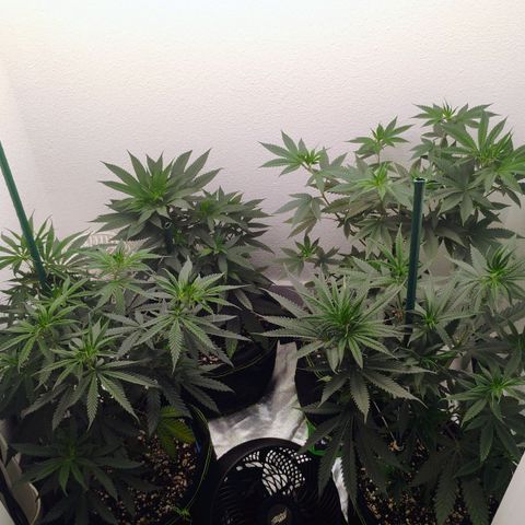 Cheese 🧀  and galaxy 500  #1 growlog timeline photo