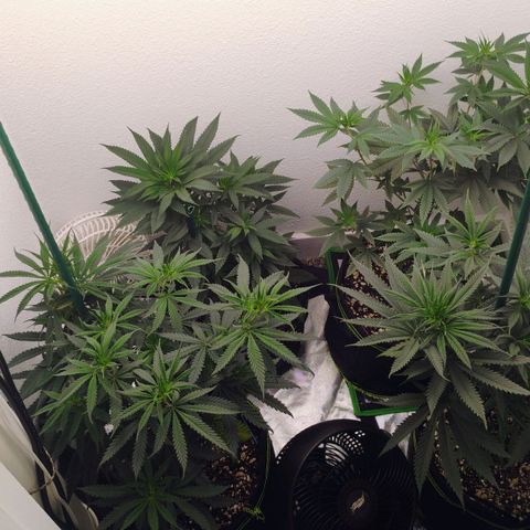 Cheese 🧀  and galaxy 500  #1 growlog timeline photo