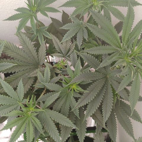 Cheese 🧀  and galaxy 500  #1 growlog timeline photo
