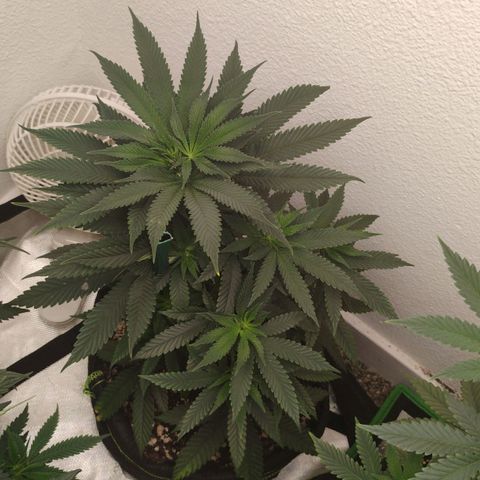 Cheese 🧀  and galaxy 500  #1 growlog timeline photo