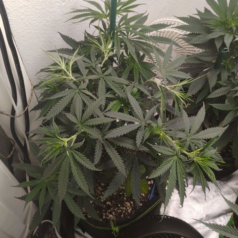 Cheese 🧀  and galaxy 500  #1 growlog timeline photo