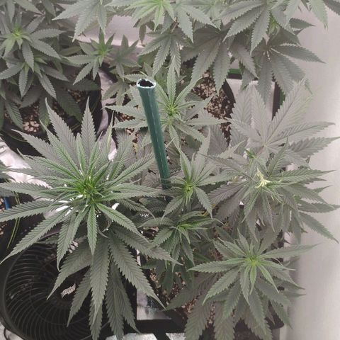Cheese 🧀  and galaxy 500  #1 growlog timeline photo