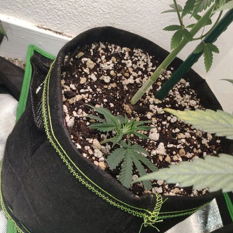 Cheese 🧀  and galaxy 500  #1 growlog timeline photo