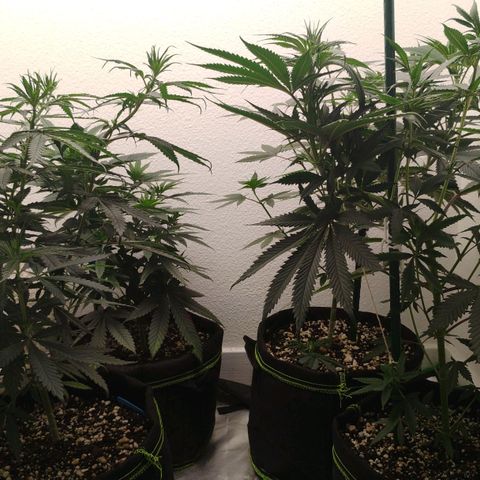 Cheese 🧀  and galaxy 500  #1 growlog timeline photo