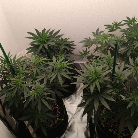 Cheese 🧀  and galaxy 500  #1 growlog timeline photo