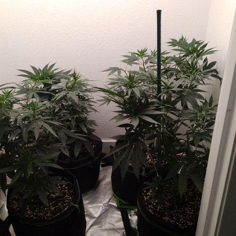 Cheese 🧀  and galaxy 500  #1 growlog timeline photo