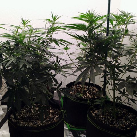 Cheese 🧀  and galaxy 500  #1 growlog timeline photo