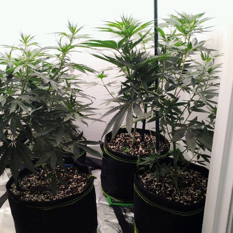 Cheese 🧀  and galaxy 500  #1 growlog timeline photo