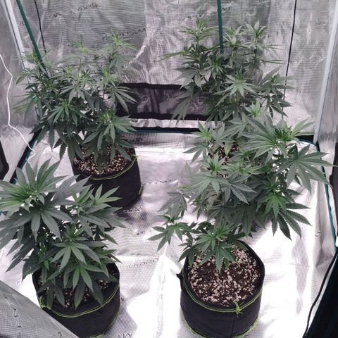 Cheese 🧀  and galaxy 500  #1 growlog photo: Moved into the tent