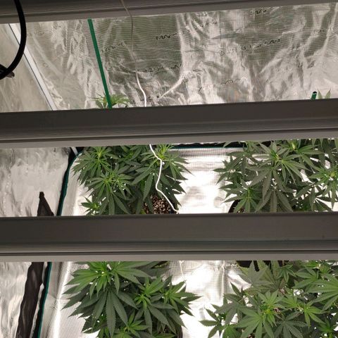 Cheese 🧀  and galaxy 500  #1 growlog timeline photo