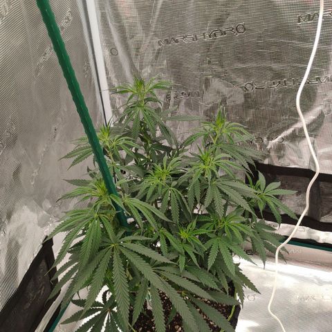 Cheese 🧀  and galaxy 500  #1 growlog timeline photo