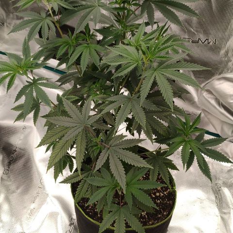 Cheese 🧀  and galaxy 500  #1 growlog timeline photo
