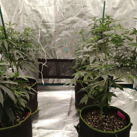 Cheese 🧀  and galaxy 500  #1 growlog timeline photo