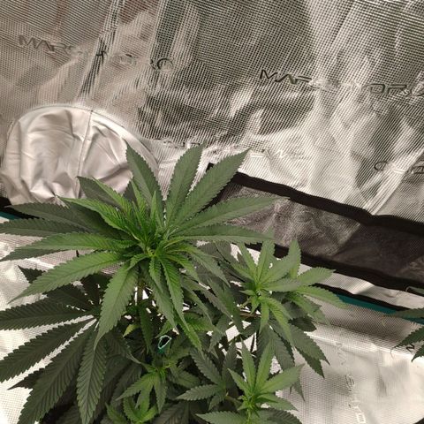 Cheese 🧀  and galaxy 500  #1 growlog timeline photo