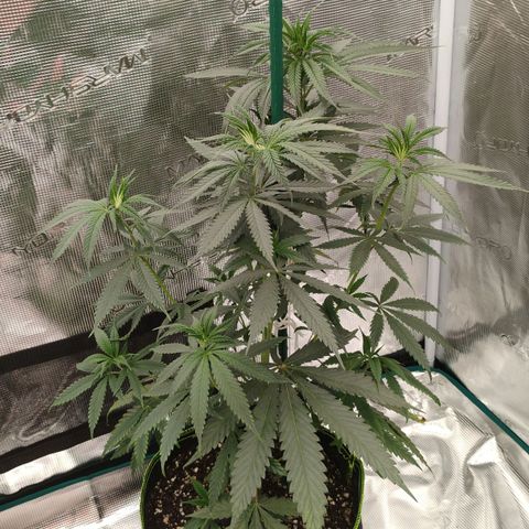 Cheese 🧀  and galaxy 500  #1 growlog timeline photo