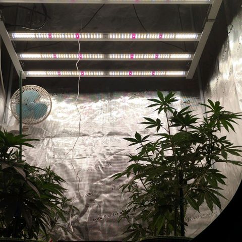Cheese 🧀  and galaxy 500  #1 growlog timeline photo