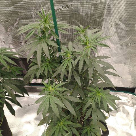 Cheese 🧀  and galaxy 500  #1 growlog timeline photo