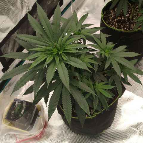Cheese 🧀  and galaxy 500  #1 growlog timeline photo