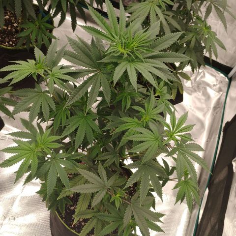 Cheese 🧀  and galaxy 500  #1 growlog timeline photo