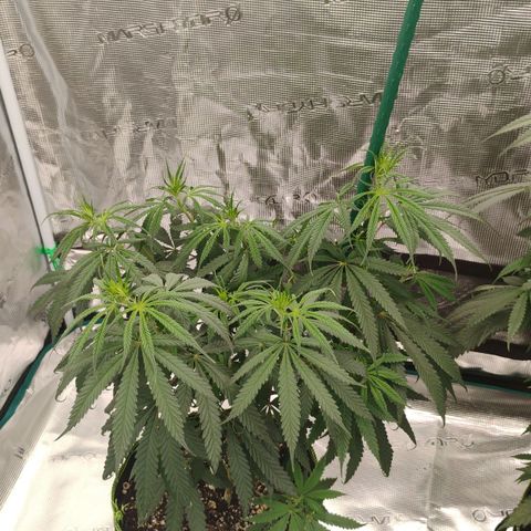 Cheese 🧀  and galaxy 500  #1 growlog timeline photo