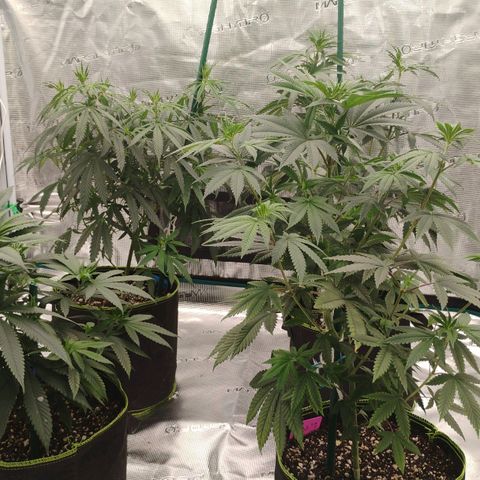 Cheese 🧀  and galaxy 500  #1 growlog timeline photo