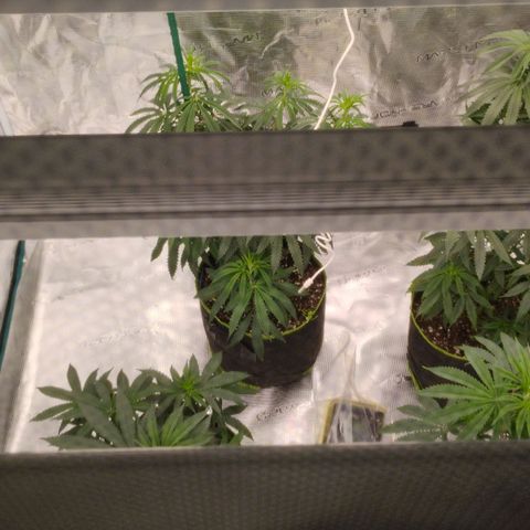 Cheese 🧀  and galaxy 500  #1 growlog timeline photo